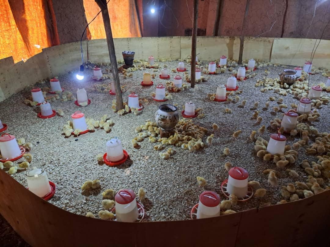 Hundreds of healthy day-old chicks in a TechPlus Trust brooder